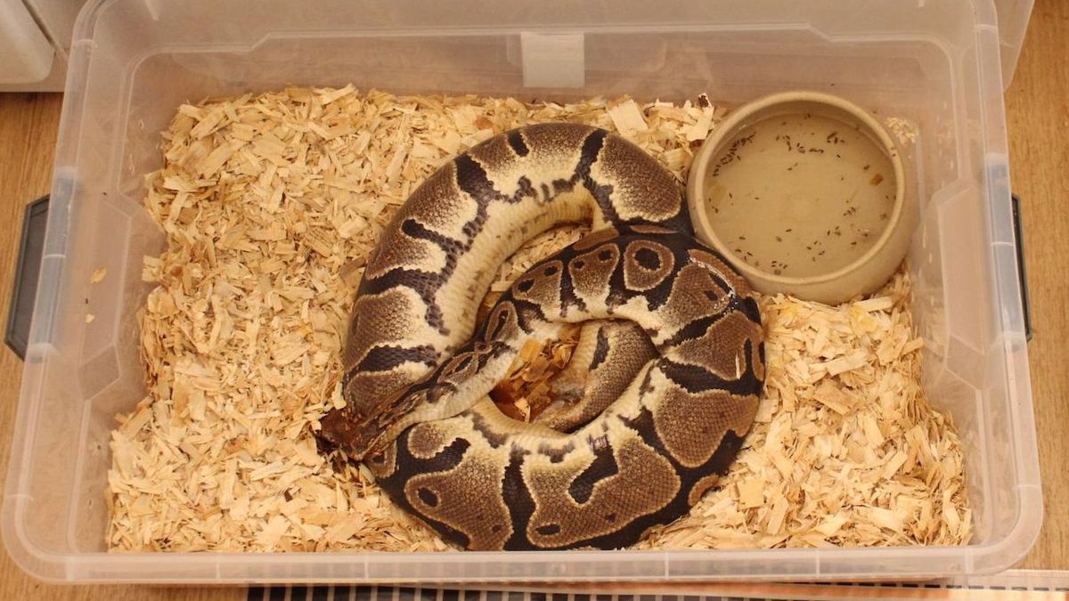 Chovatele hadů obvinili z týrání zvířat, prozradil ho zápach z bytu
